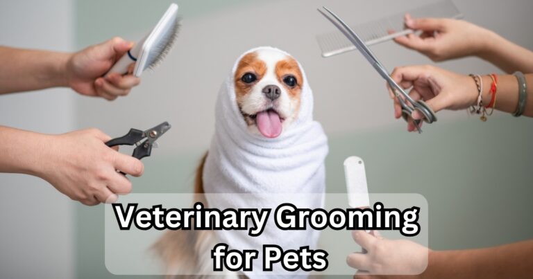 Veterinary and Grooming Services for Your Pet