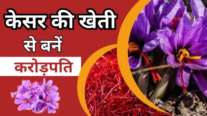 Saffron Farming