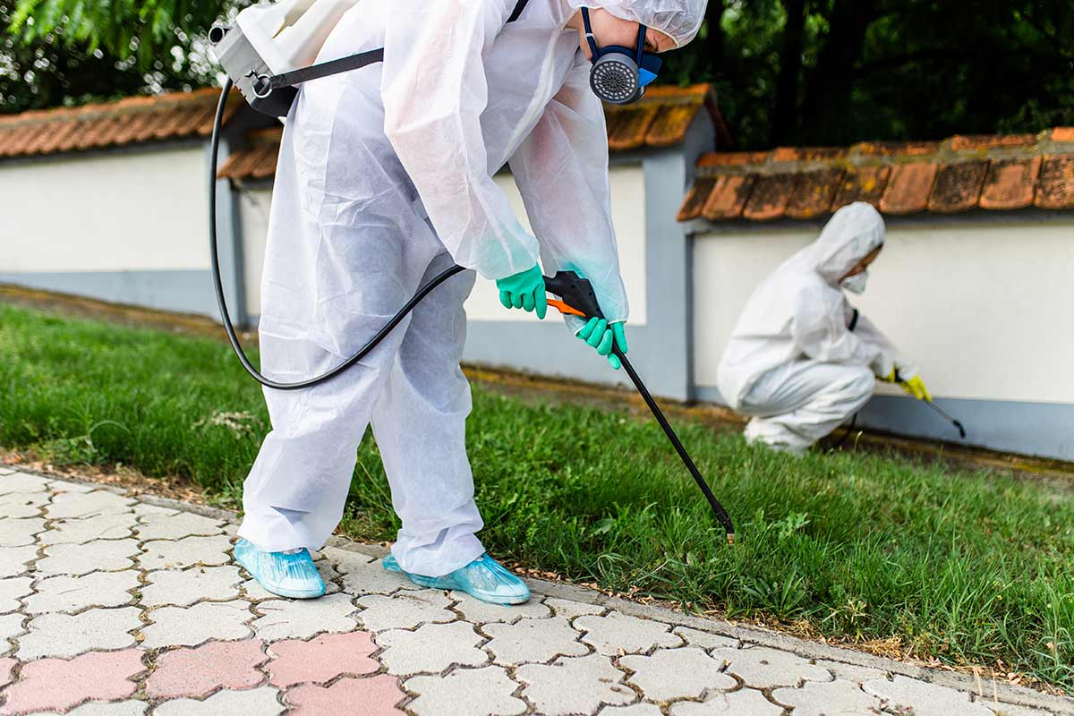 Guide to Pest Control Lahore and Pest Control Near Me