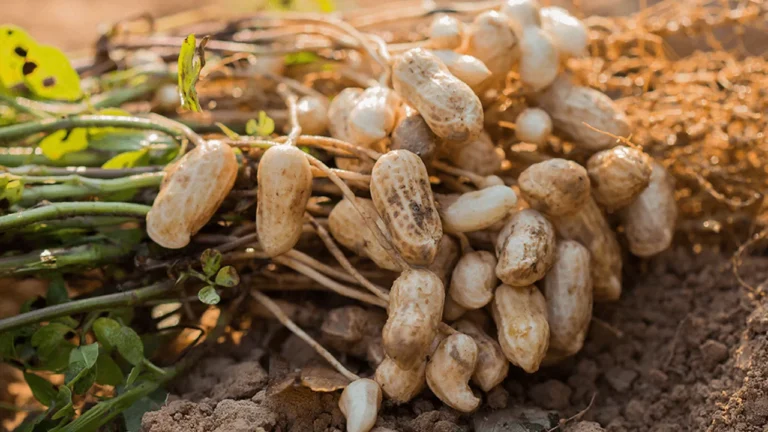 Understanding Peanuts From Soil Preparation to Harvesting